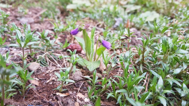 사본 -꽃잔디 사이에 피어있는 제비꽃  (오랑캐 꽃이라고 불리는데 만주 지방에 주로 서식한다고 하여 Viola Mandshurica란 영어이름을 가지고 있다).jpg