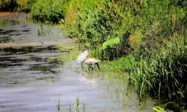 웹진 규격 (12).png